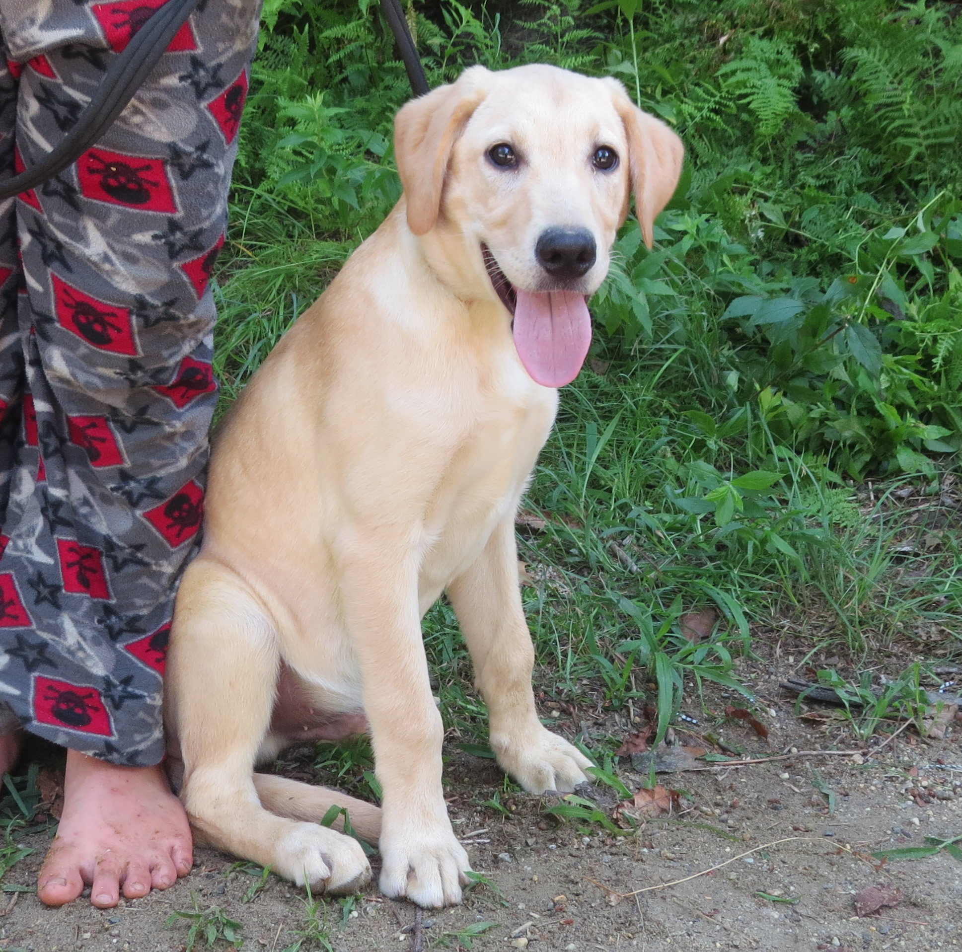Four Oak Labs Lab Breeder in Central Massachusetts